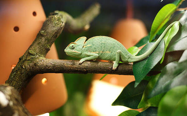 Chameleon na větev stromu
